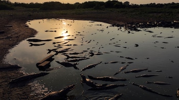 El Gobierno de Brasil anunció