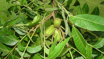 Un aliado silencioso: el árbol de nuez pecán y su rol en la salud y el bienestar