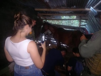 El animal fue atendido, mientras que su propietario apareció y fue sancionado - crédito Redes sociales/Facebook