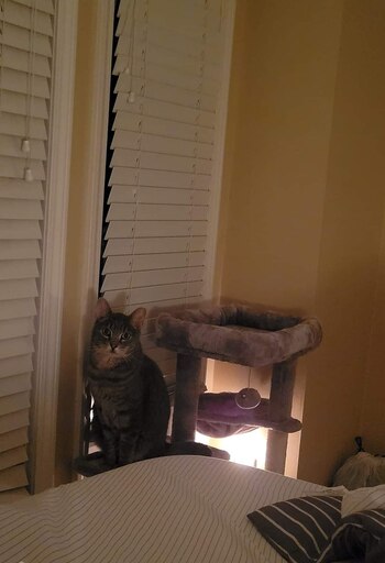 El felino se ha adaptado