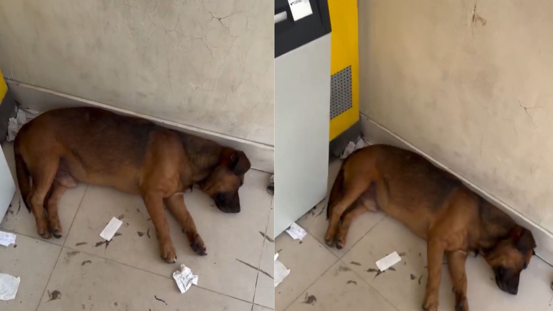 Perro callejero sorprendió a los usuarios de un cajero en Cundinamarca: “Haga su retiro, déjelo refrescar”