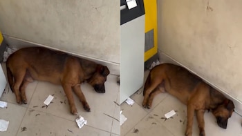 Perro callejero sorprendió a los usuarios de un cajero en Cundinamarca: “Haga su retiro, déjelo refrescar”