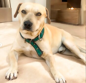 La historia de Amigo Fiel