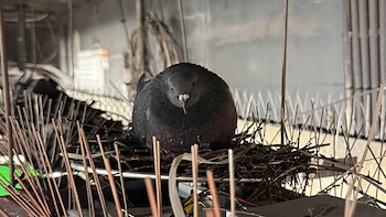 Por qué la prohibición de alimentar palomas en las ciudades genera un riesgo que preocupa a los expertos