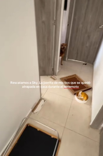 En video quedó registrado cómo una familia rescató a una perrita atrapada tras el terremoto en Colombia - crédito @mateoocampo01/tiktok