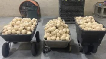 Metanfetamina oculta en jícamas