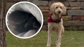 Perrito con tres patas salvó