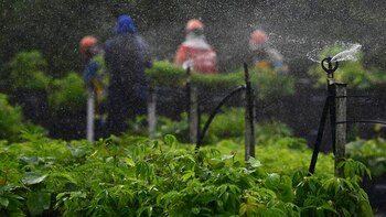 El mercado de carbono, una