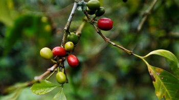 Producción de café de Colombia