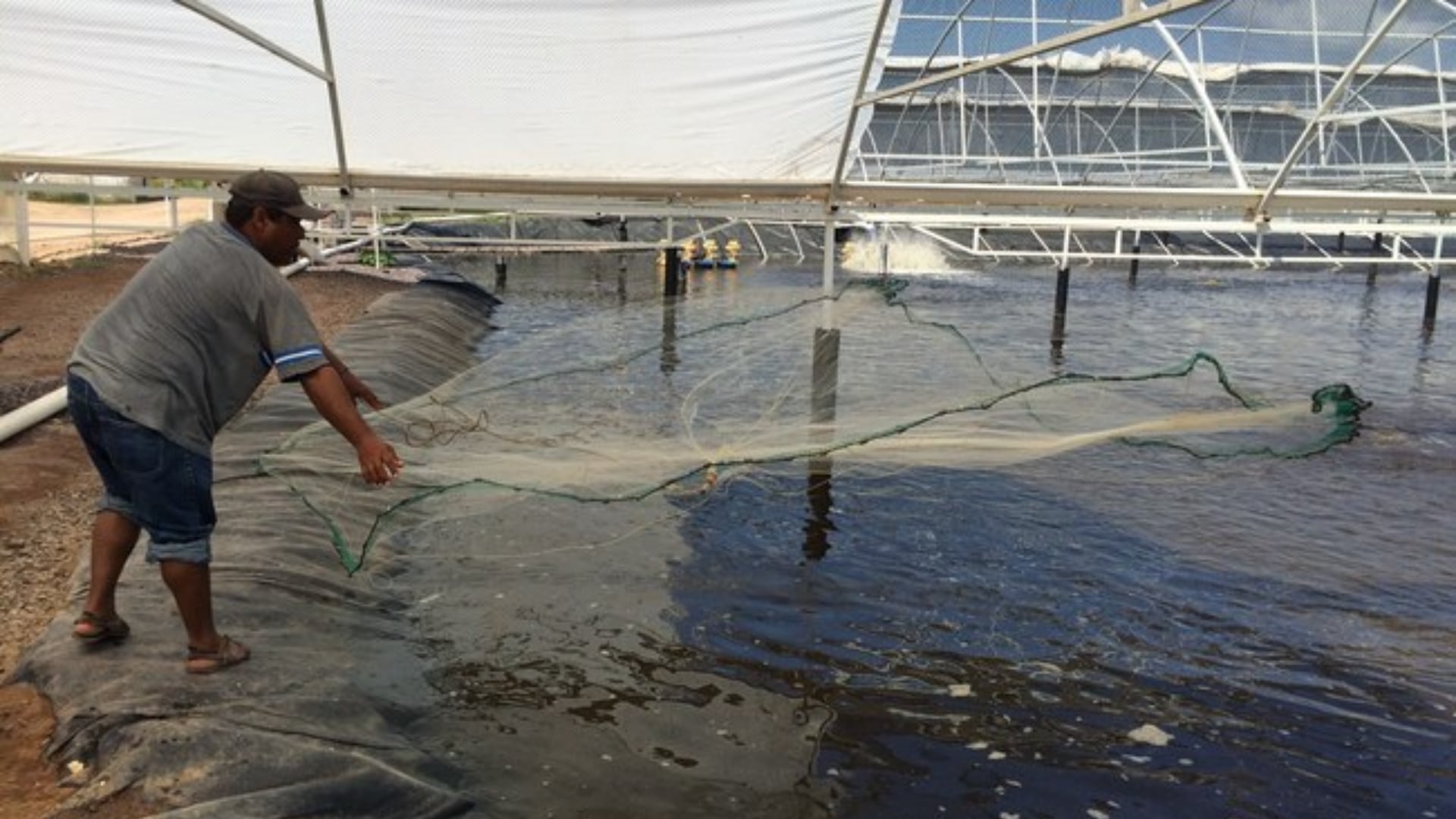 La contaminación causada por el derrame en el Golfo de México impide la venta de ostiones y otros productos pesqueros por olor a petróleo y manchas negras. | (Crédito: Conapesca)