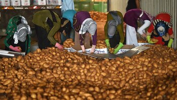 La patata evolucionó a partir