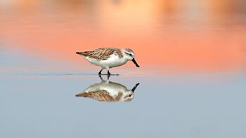 Investigadores han destacado la importancia