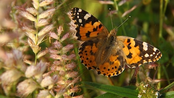 Científicos descubren que las mariposas
