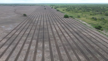 Un proyecto de restauración plantó más de 100 mil árboles nativos en el Gran Chaco argentino