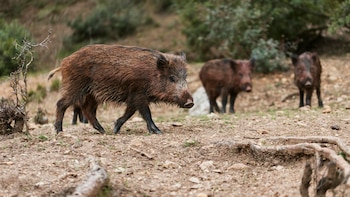 El brote de peste porcina
