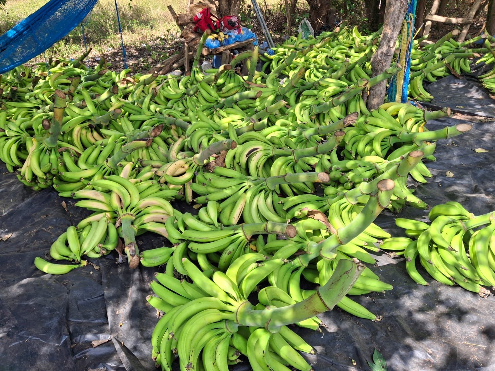 El cultivo de plátano crece con apoyo de inversiones públicas y cooperación internacional en el país./ (Redes viceministro de Agricultura y Ganadería, Óscar Domínguez)