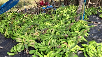 El Salvador impulsa el cultivo