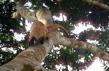 La fauna oculta de la cuenca del Congo