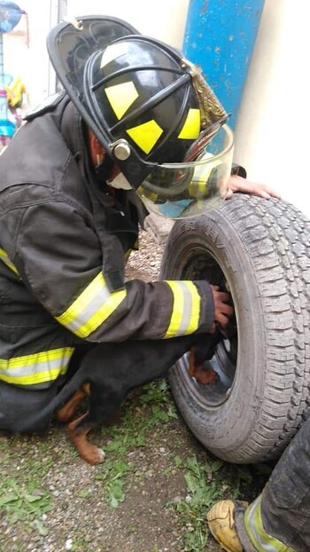 Bomberos de Toluca rescataron a