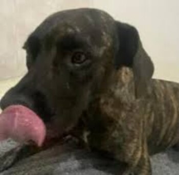 El canino recibió una herida