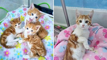 Los gatos que escaparon de la muerte: cómo fueron encontrados en una caja de cartón en la basura (Facebook Noelle's Foster Kittens)