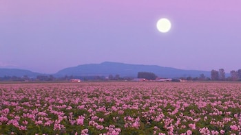 El nombre de luna rosa