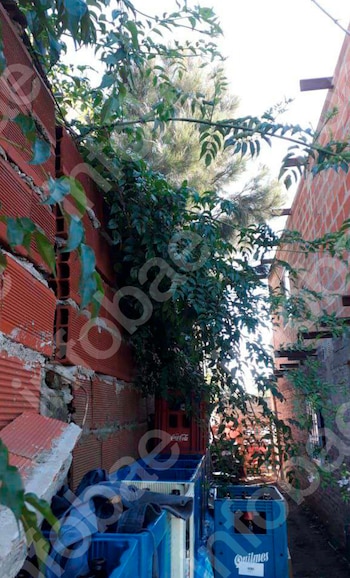 Invasión de ramas, grietas en un tapial y un juicio entre vecinos: la Justicia obliga a una mujer a podar árboles y plantas