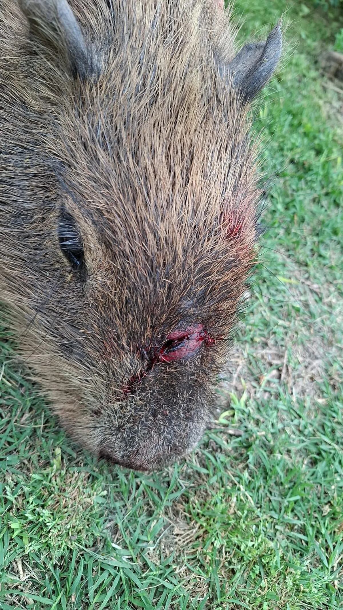 Así quedó el animal tras la golpiza (Diario Sur)