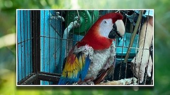 La autoridad intervino gracias a