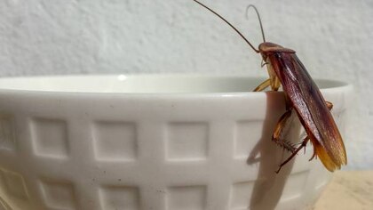 Qué enfermedades transmiten las cucarachas
