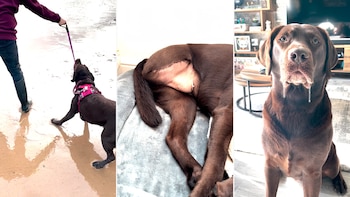 La labrador de cinco años