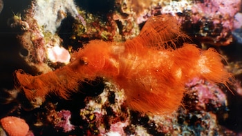 Descubren una nueva especie que parece un alga, pero es un pez fantasma