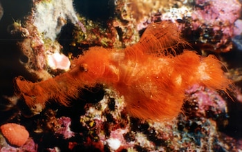 Solenostomus snuffleupagus, in situ, Papua New Guinea, 2003