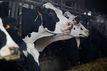Varias vacas en una ganadería de lácteo en la parroquia de Piñeiro, a 14 de noviembre de 2023, en Xermade, Lugo, Galicia (España).
