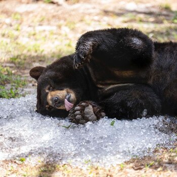Los osos negros disfrutan revolcándose