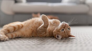 La campaña busca, con los