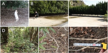 Un collage de seis imágenes muestra un conejo blanco, una persona con un roedor, un claro con árboles coníferos, un bosque denso, ramas secas y una cinta métrica