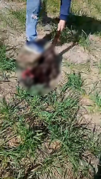 Brutal caso de maltrato animal en Entre Ríos: tres adolescentes mataron a un gato a patadas