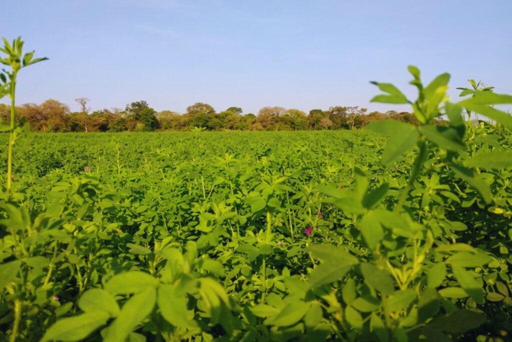La alfalfa gana espacio en el norte argentino como una alternativa para mejorar la alimentación del ganado