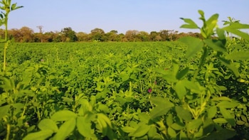 La alfalfa gana espacio en el norte argentino como una alternativa para mejorar la alimentación del ganado