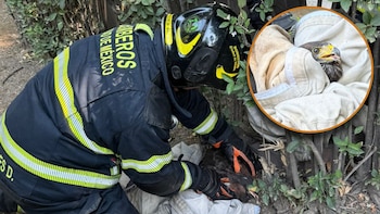 Bomberos de la CDMX rescatan
