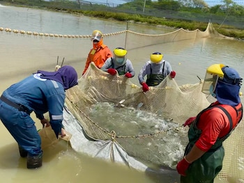 Para la trucha, tilapia y langostino, Sanipes aconseja intensificar el control de la temperatura y de las condiciones fisicoquímicas del agua cuando estas presenten mayores fluctuaciones.