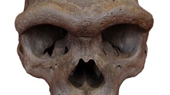 El cráneo de Harbin es