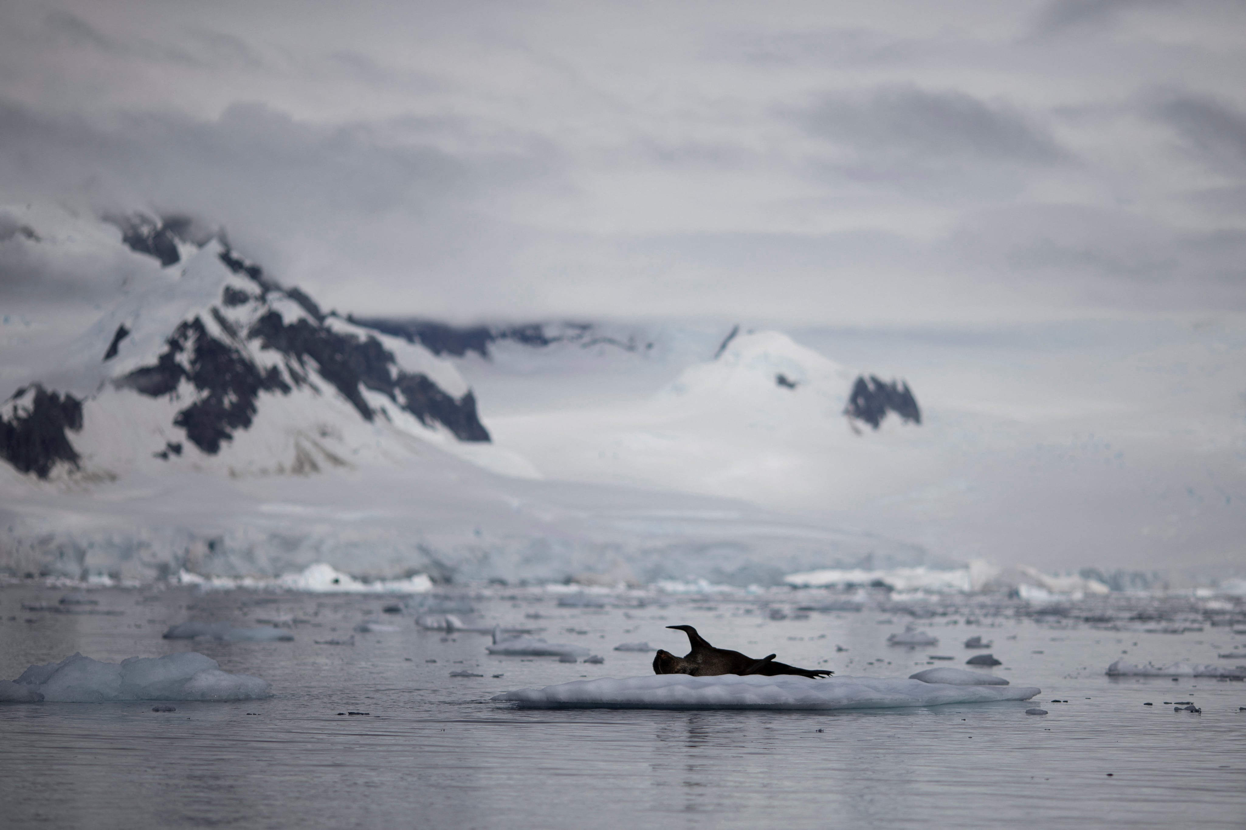 Los autores advirtieron que el cambio climático y el deshielo pueden transformar las comunidades del fondo marino y llevar a los animales antárticos a condiciones que no podrán soportar. (REUTERS/Ueslei Marcelino)