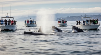 Cuatro embarcaciones llenas de personas en el océano, observan a tres ballenas de gran tamaño, una de ellas expulsa un chorro de agua.