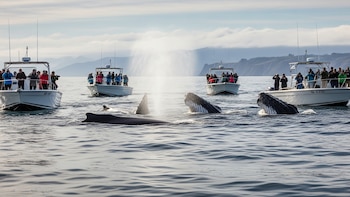 Hasta $6.000 de multa por poner en riesgo a las ballenas en Panamá
