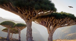Socotra: el paraíso oculto donde crece un árbol único en el mundo