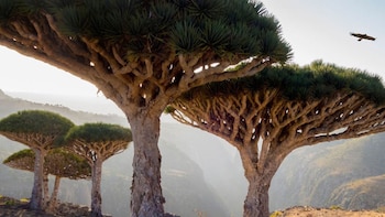 Socotra: el paraíso oculto donde crece un árbol único en el mundo