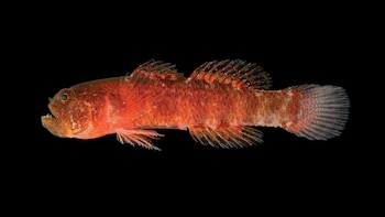 El Sueviota aethon, una nueva