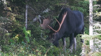 Un gran alce con pelaje oscuro y cuernos marrones ramificados se alimenta de la vegetación verde en un denso bosque con varios árboles